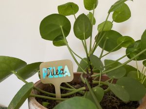 Marqueur pour plante nominatif