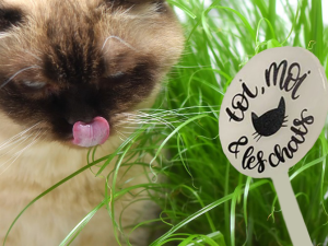 Marqueur pour herbe à chats. les caprices d'andromède